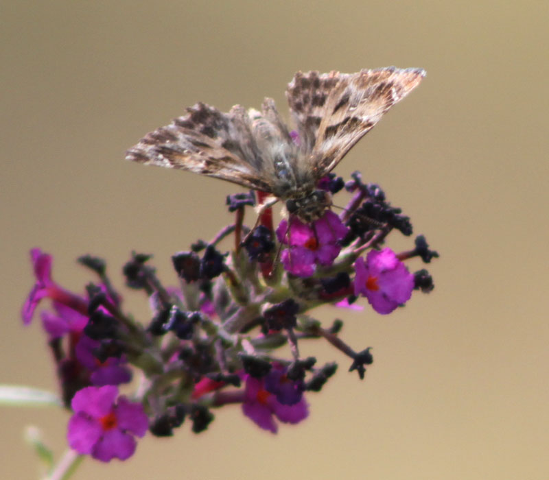Identificazione farfalla